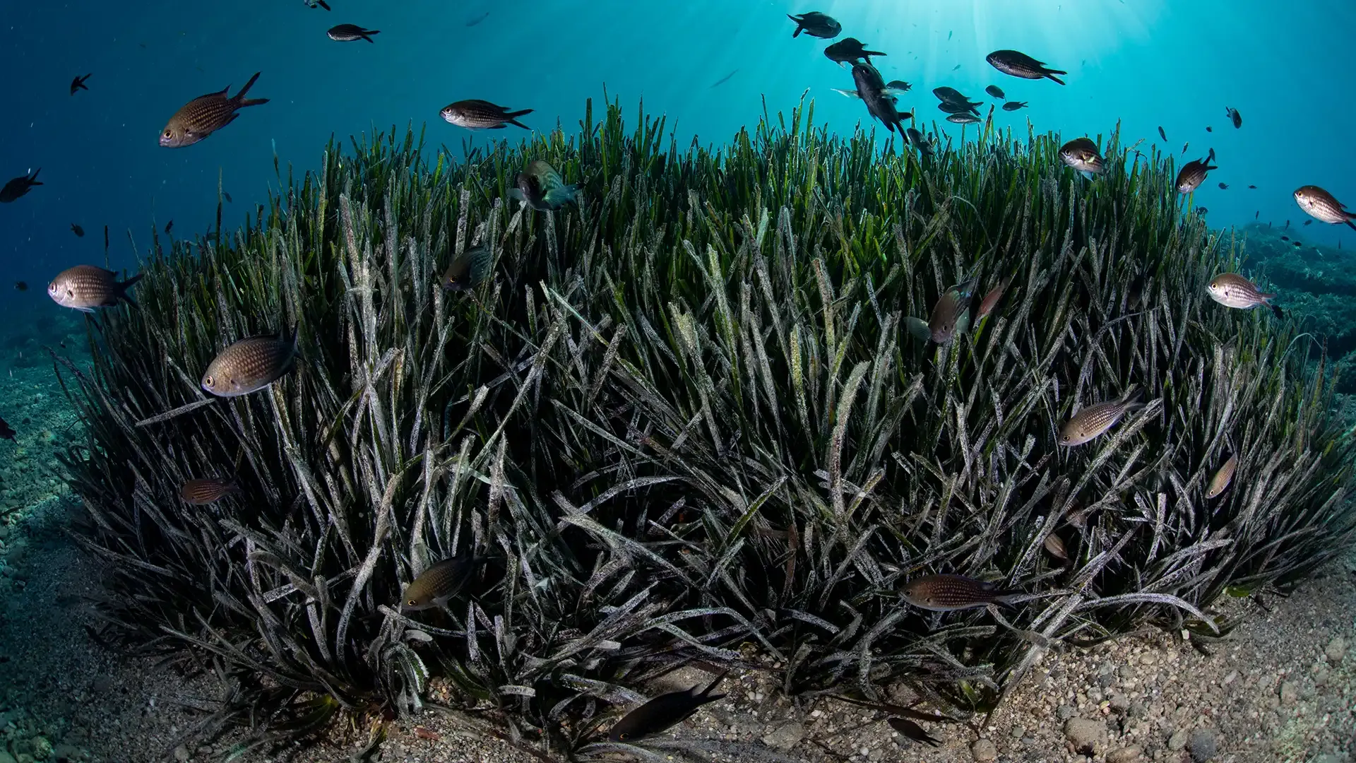 Photo of Posidonia oceanica seagrass, an important marine habitat in the Mediterranean Sea.
